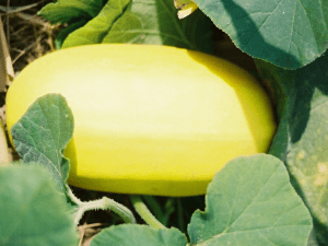 spaghetti-squash-growing-with-plant-710x533